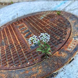 Meet your Posher, Sydney